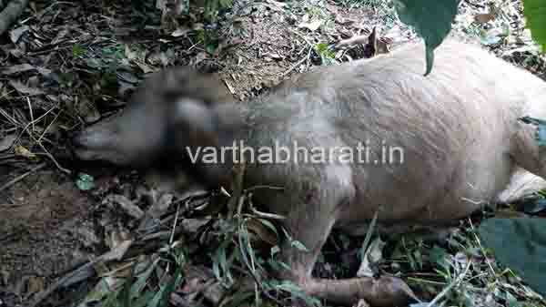 ಹಸುಗಳ ಸಾವು: ಹುಲಿ ದಾಳಿ ಶಂಕೆ